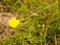 Beautiful Buttercup in Spring Time Isolated and in the Wind Sway