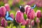 Beautiful butterflies and blossoming tulips outdoors on sunny spring day