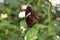 A beautiful butterflies in the green plants