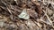 beautiful butterflies perched on top of manure from cow dung