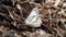 beautiful butterflies perched on top of manure from cow dung