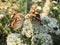 Beautiful butterflies sitting on flower