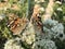 Beautiful butterflies sitting on flower