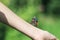 beautiful butterfly Admiral crawling on hand girl in summer garden about to fly away