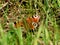 beautiful butterfly aglais io in the grass