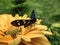 Beautiful butterfly Amata Phegea sits on a on a yellow flower. Close-up.