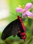 Beautiful butterfly Antrophaneura semperi in tropical forest sitting on blossom.