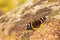 A beautiful butterfly on the background of the autumn nature of the Carpathians sits on a stone with an unusual pattern