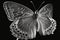 Beautiful Butterfly Black and white: Experiment with converting your butterfly photos to black and white,