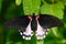 Beautiful butterfly from Borneo. Scarlet swallowtail, Papilio rumanzovia, sitting on the green leaves. Insect in dark tropic fores