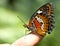 Beautiful butterfly on child finger.