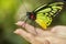 Beautiful butterfly on child hand.