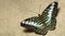 Beautiful Butterfly, Clipper, Parthenos sylvia