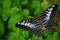 Beautiful butterfly, Clipper, Parthenos sylvia. Butterfly resting on the green branch, insect in the nature habitat. Butterfly sit