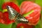 Beautiful butterfly, Clipper, Parthenos sylvia, resting on the red bloom flower, insect in the nature habitat. Wildlife scene in
