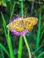 Beautiful butterfly closeup on the Gemmi Pass in Switzerland