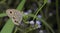 Beautiful Butterfly, Common Five-ring, Ypthima baidus
