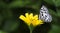 Beautiful Butterfly, Common Pierrot, Castalius rosimon