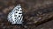 Beautiful Butterfly, Common Pierrot, Castalius rosimon