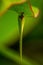 Beautiful butterfly detailed macro closeup on vertical - Selective focus of butterfly eyes macro photography