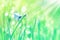 Beautiful butterfly and dew drops on the green tender grass. Summer spring fresh background. Copy spac