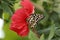 Beautiful butterfly eat honey from hibiscus flower