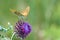 Beautiful butterfly feeding on large thistle. Proboscis close-up.