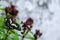 The beautiful butterfly flies on the flower of Sweet basil tree to suck the sweet on the pollen with blurred background