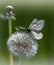 Beautiful butterfly flies per flower dandelion