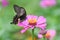 A beautiful butterfly on the flower. Banner for website.