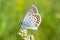 A beautiful butterfly on a flower drinks nectar. Close-up.