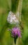 Beautiful butterfly on a flower on a green background