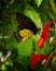 Beautiful butterfly on the flower help pollination the plants