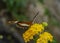 Beautiful butterfly on the flower help pollination the plants