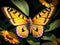 Beautiful butterfly on a flower, kaleidoscopic, Bastardcore, fine art, GoPro view, Redshift rendering, Motion blur, Sticker, khaki