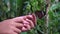 Beautiful butterfly flutters its wings on the hand of a little girl Amazing butterfly in nature forest