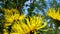 The beautiful butterfly is flying around bright yellow elecampane flowers