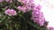 Beautiful butterfly flying on a bush purple flower eats nectar.