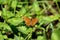 Beautiful butterfly with fully open wings in dark yellow to orange colors with dark spots flying above common nettle or urtica