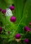 Beautiful butterfly on the Gomphrena flower to help pollination the plants