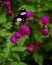 Beautiful butterfly on the Gomphrena flower to help pollination the plants