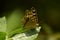 Beautiful butterfly on green leaf