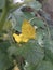 A beautiful butterfly on a green leaf