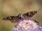 Beautiful butterfly and a green pearl beetle closeup on a pink flower