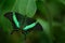 Beautiful butterfly. Green swallowtail butterfly, Papilio palinurus. Insect in the nature habitat. Butterfly sitting in the green