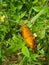 Beautiful butterfly harvesting the nectar of flowers