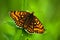 Beautiful butterfly, Heath Fritillary, Melitaea athalia, sitting on the green leaves, insect in the nature habitat, spring in the