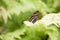 Beautiful butterfly Heliconius charitonius on green leaf