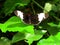 The beautiful butterfly Heliconius Cydno resting on a green leaf