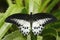 Beautiful butterfly from Indoa Blue Mormon, Papilio polymnestor, sitting on the green leaves. Insect in dark tropic forest, nature